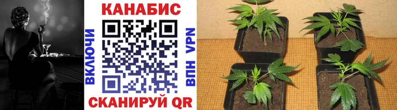 Бошки марихуана VHQ Каменск-Уральский